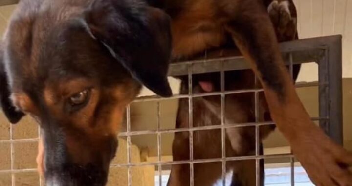 Le sue immagini, mentre implorava di essere adottato, avevano commosso il web. Come sta oggi il cane Martino