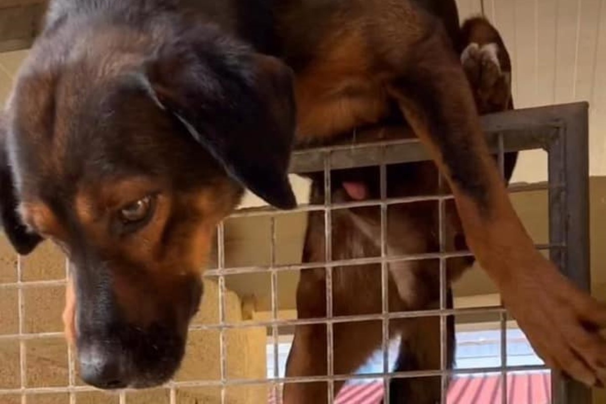 Le sue immagini, mentre implorava di essere adottato, avevano commosso il web. Come sta oggi il cane Martino