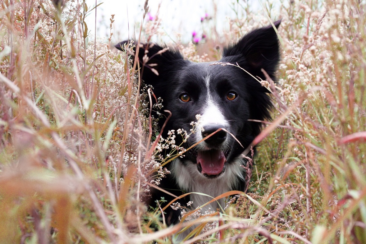 Condannato il proprietario del cane Max