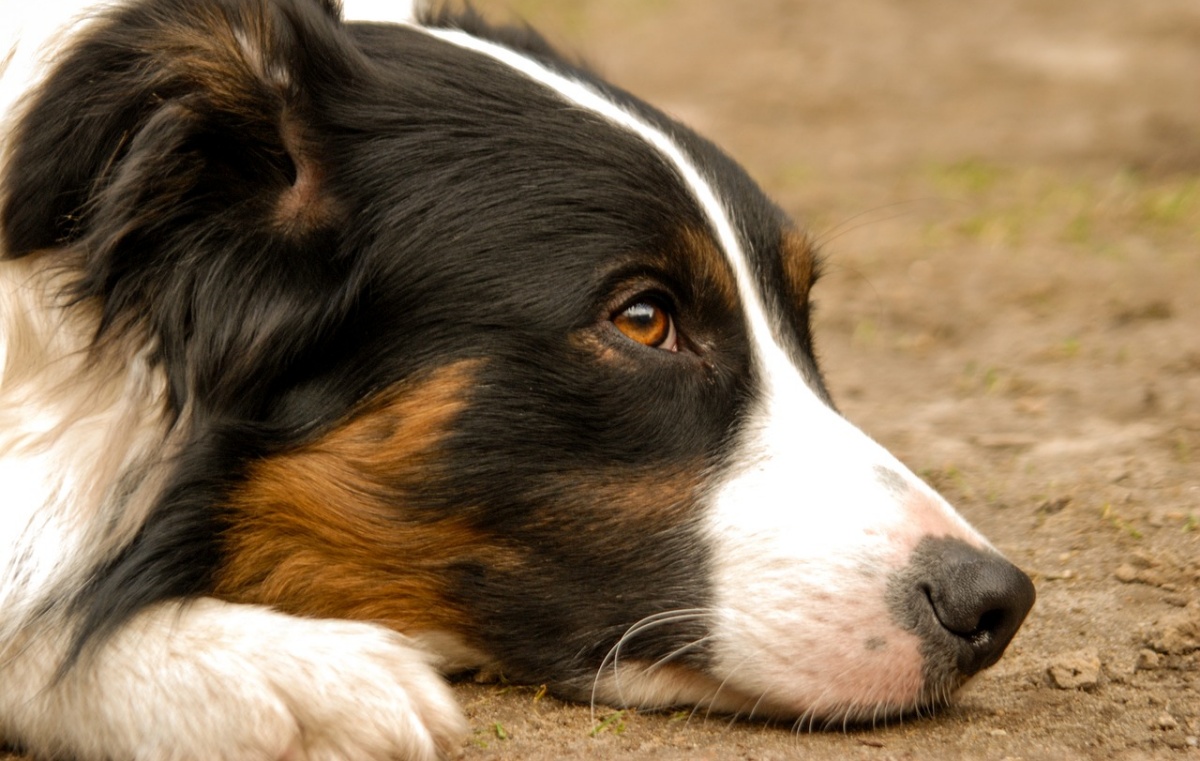 Condannato il proprietario del cane Max