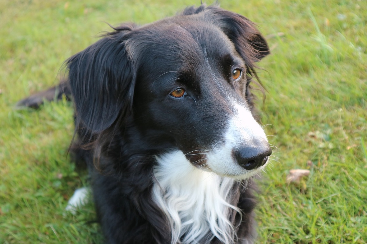 Vi ricordate Max, il cane gettato in mare con un masso legato al collo? È arrivata la condanna per il suo proprietario e il web non fa altro che applaudire