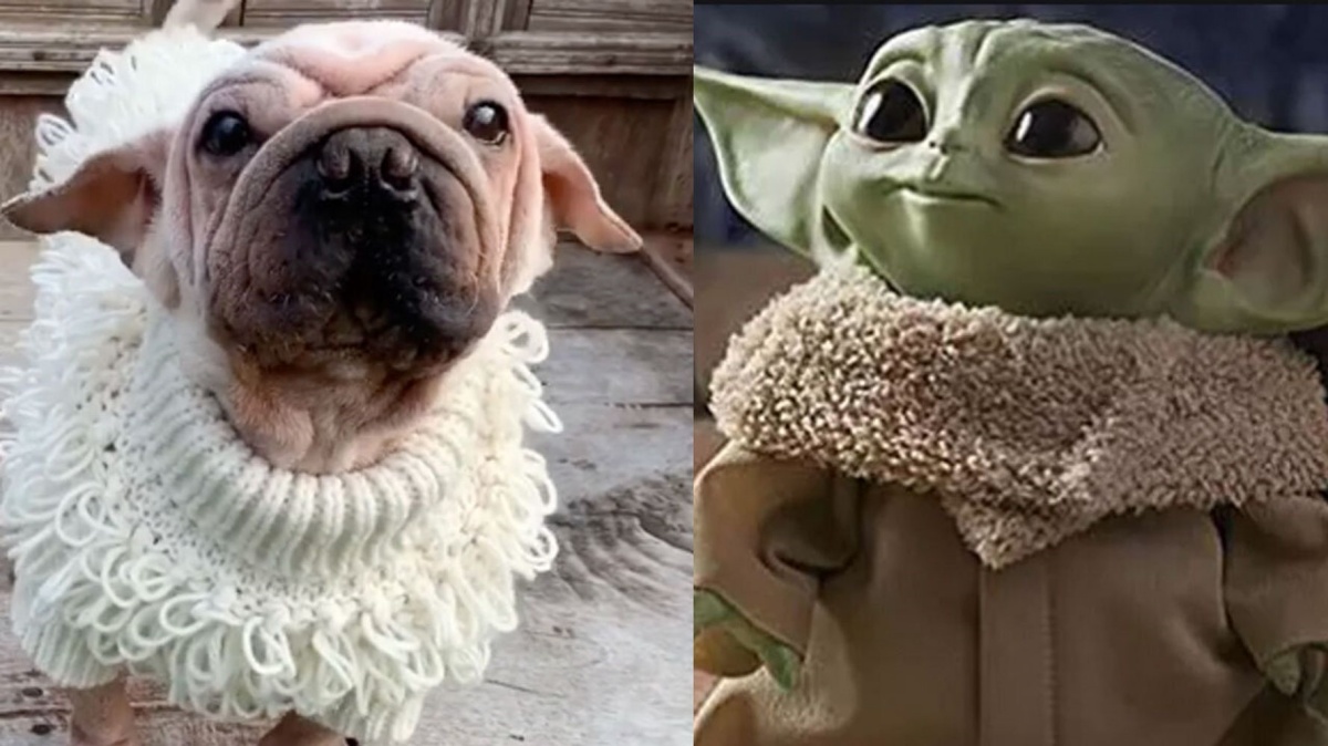 Mork, il cane che somiglia a Baby Yoda