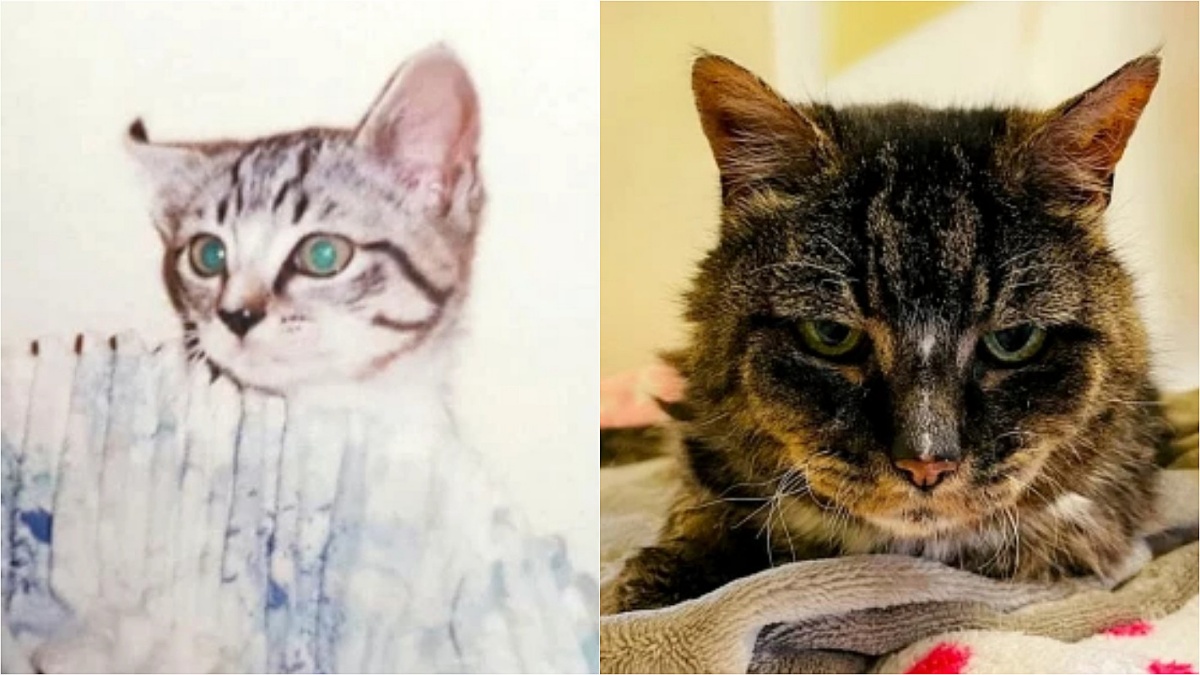 Phoebe, il gatto ritrovato dopo 20 anni 
