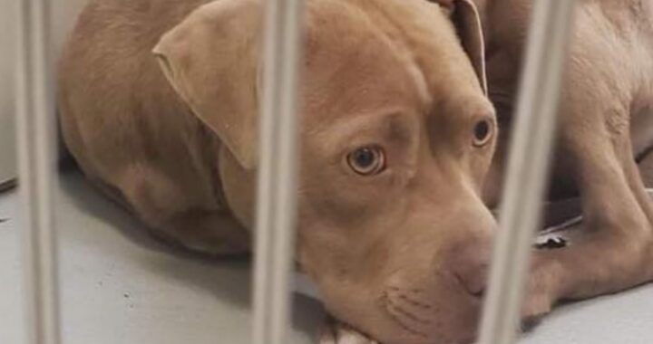 Dopo la morte del suo proprietario, lo hanno caricato sul loro mezzo e lo hanno trascinato al rifugio. I volontari non potevano accettare un cane di proprietà, così hanno deciso di compiere un gesto ancora più meschino