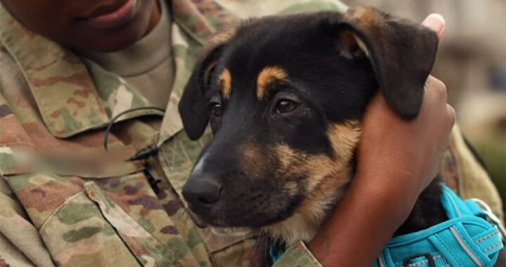 La storia di Char e PupPup