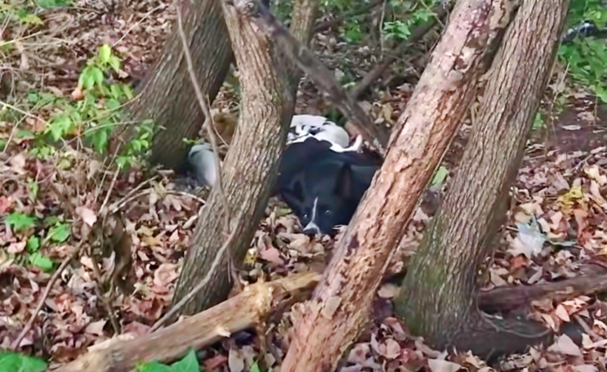 La cagnolina debole era immobile tra le foglie del bosco e nascondeva qualcosa di davvero inaspettato