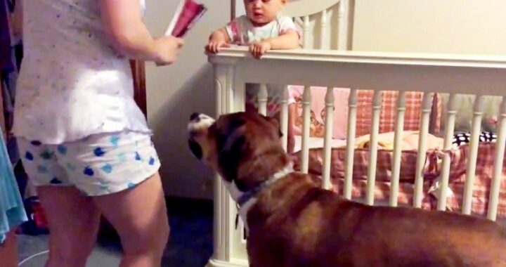 Mamma finge di "picchiare" il suo bambino per vedere la reazione del suo cane, ma guardate cosa fa l'animale!