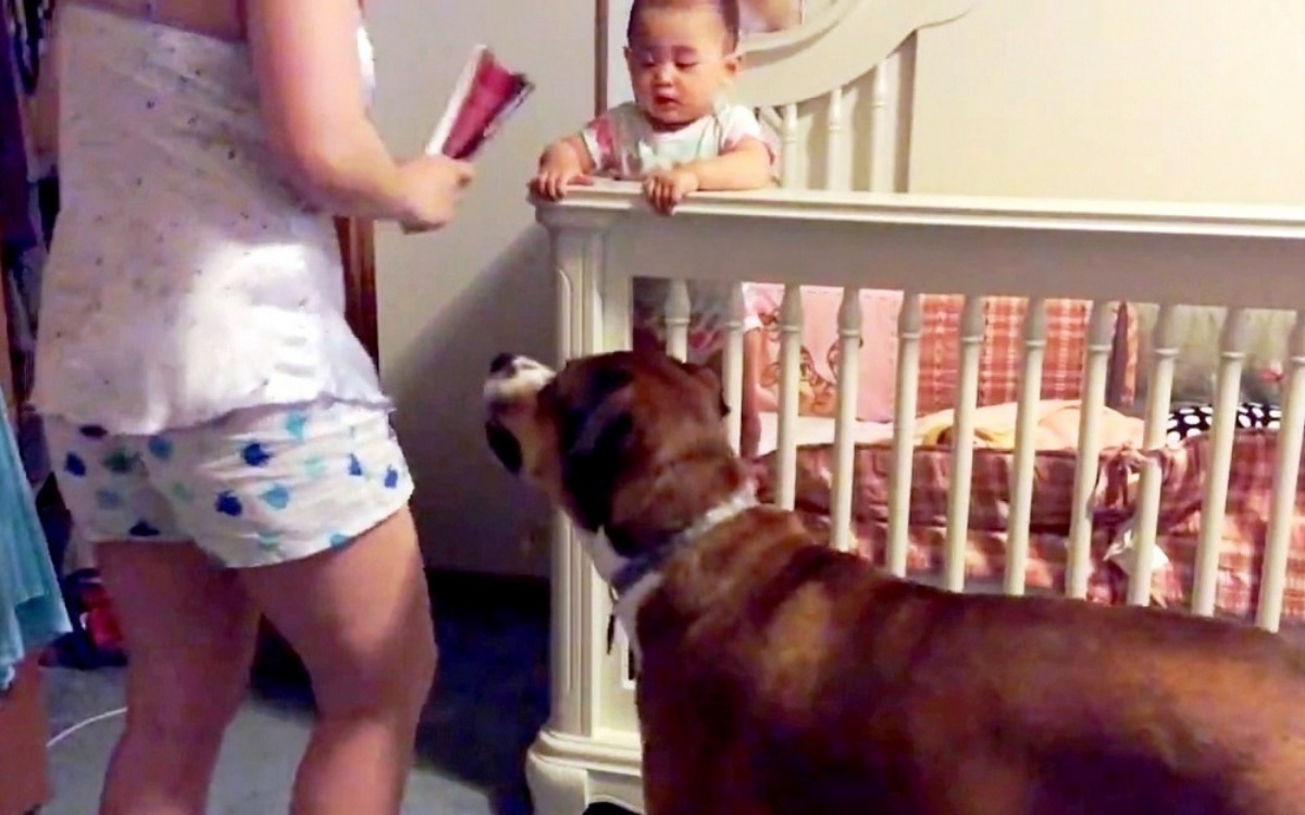 Mamma finge di “picchiare” il suo bambino per vedere la reazione del suo cane, ma guardate cosa fa l’animale!