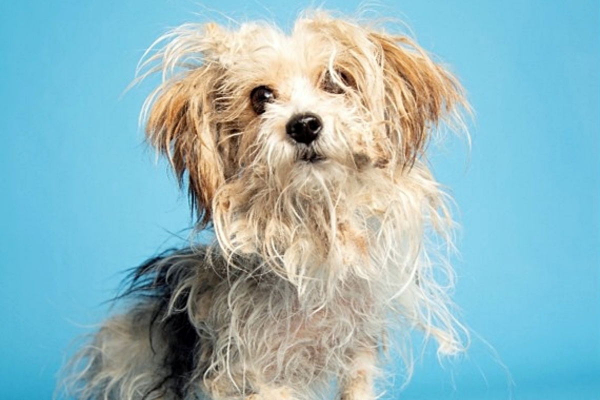 Trovata in critiche condizioni, con il pelo arruffato, le unghie troppo lunghe e i denti rovinati: la trasformazione di questa cagnolina oggi, vi scalderà il cuore