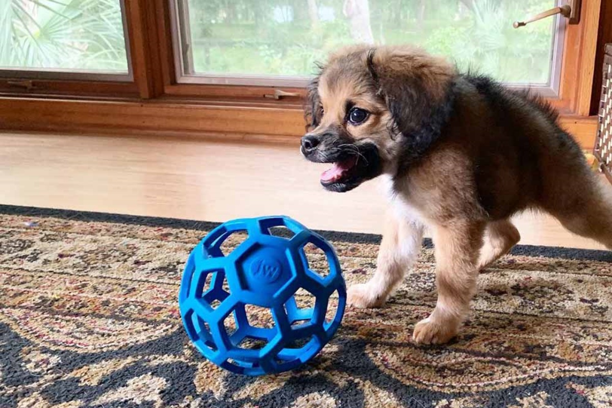 La bellissima storia della cucciola Tilly