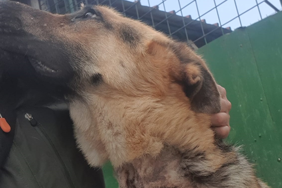 “Porta ancora sul collo le cicatrici di ciò che gli hanno fatto”. La commovente storia del cane Timmy