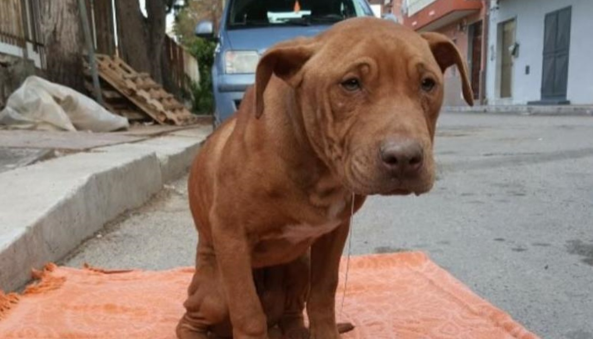È morto il cane Tyrion