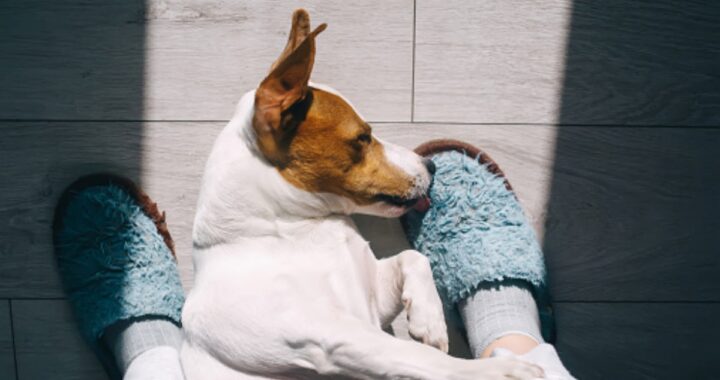 Il tuo cane si addormenta spesso sui tuoi piedi? Non è abitudine, lo fa per un motivo ben preciso. Ecco quale