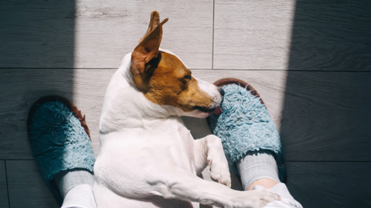 Il tuo cane si addormenta spesso sui tuoi piedi? Non è abitudine, lo fa per un motivo ben preciso. Ecco quale