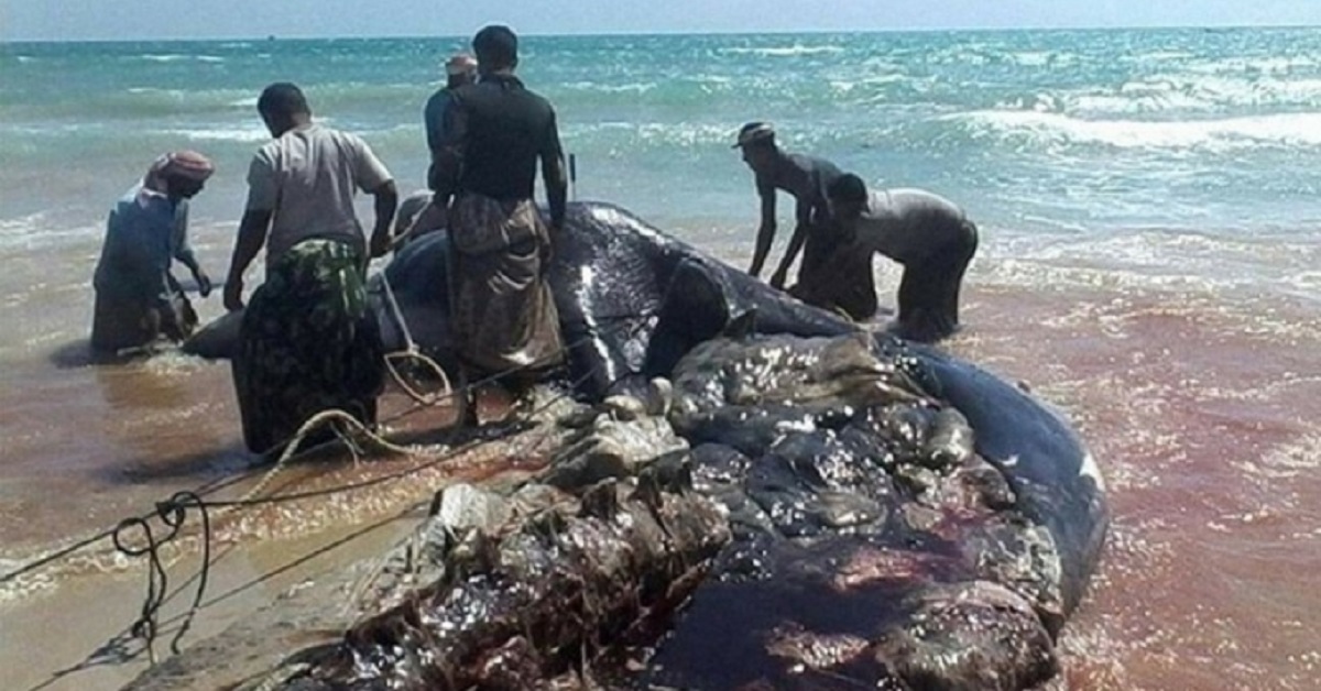 Il vomito della balena rende ricchi i poveri pescatori