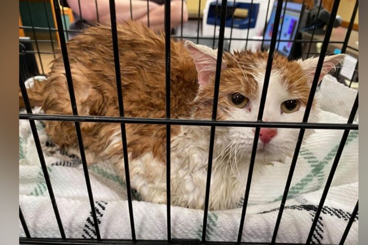 Volontari trovano un gatto in condizioni molto gravi e lanciano un disperato appello sui social