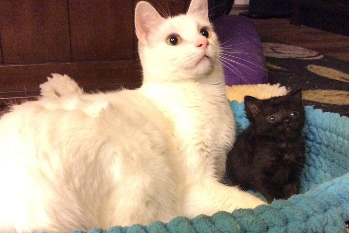 L’amore del gatto Benny per tutti i cuccioli in difficoltà