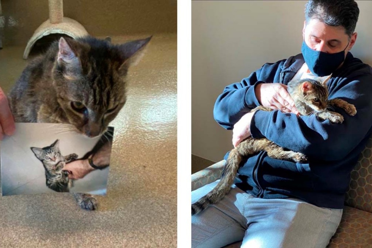 Il gatto Brady scompare nel nulla e 15 anni dopo il suo amico umano, scopre tutto ciò che ha vissuto in quel periodo