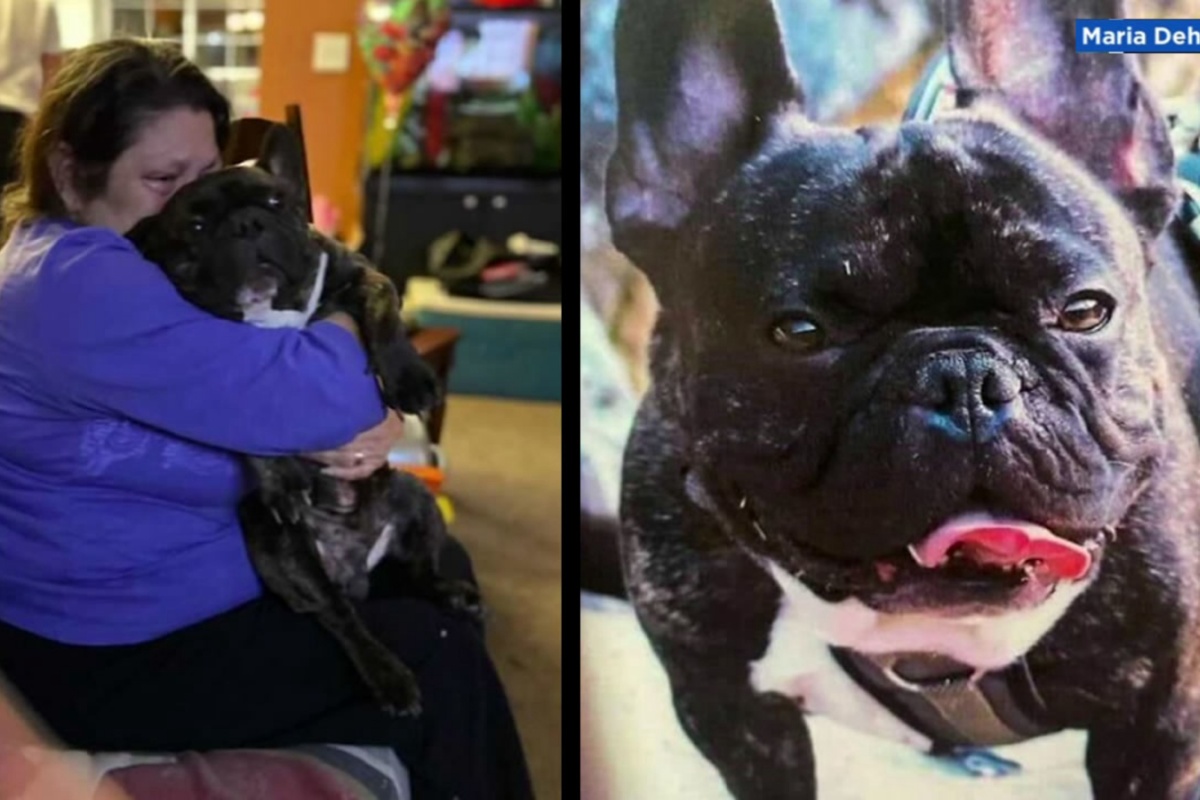 Uomo acquista un cane e poco dopo scopre tutto il suo passato