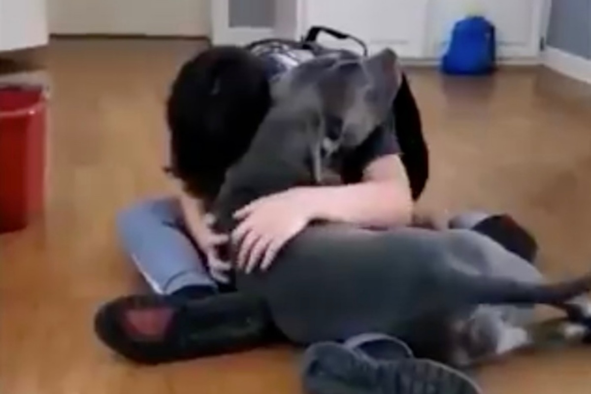 I genitori decidono di sorprendere il bambino con il suo cane scomparso