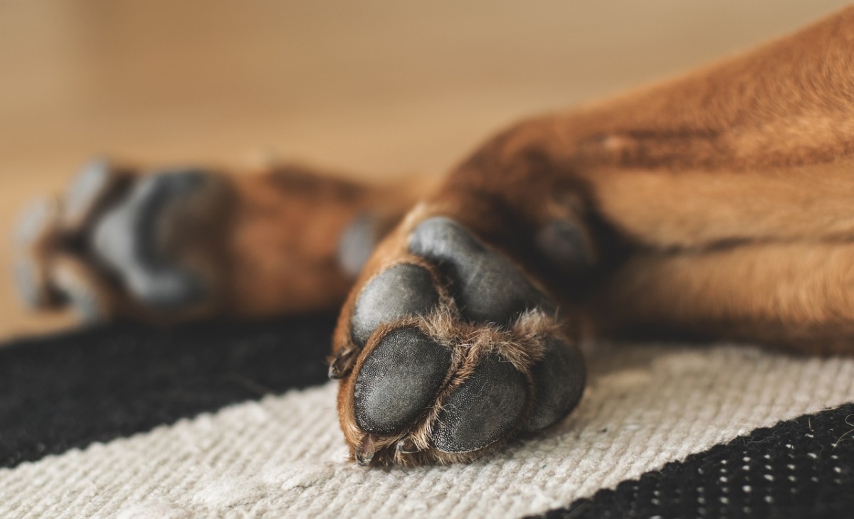 Buk, il cane che ha vegliato il suo papà