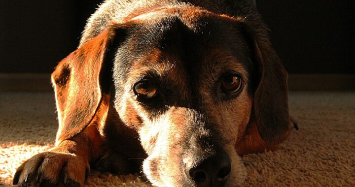 Il pianto straziante di un cane attira l'attenzione dei vicini: la scoperta all'arrivo dei Vigili del Fuoco