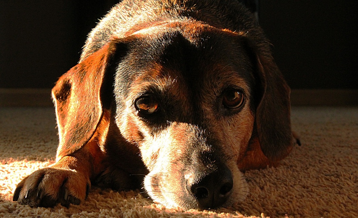 Buk, il cane che ha vegliato il suo papà