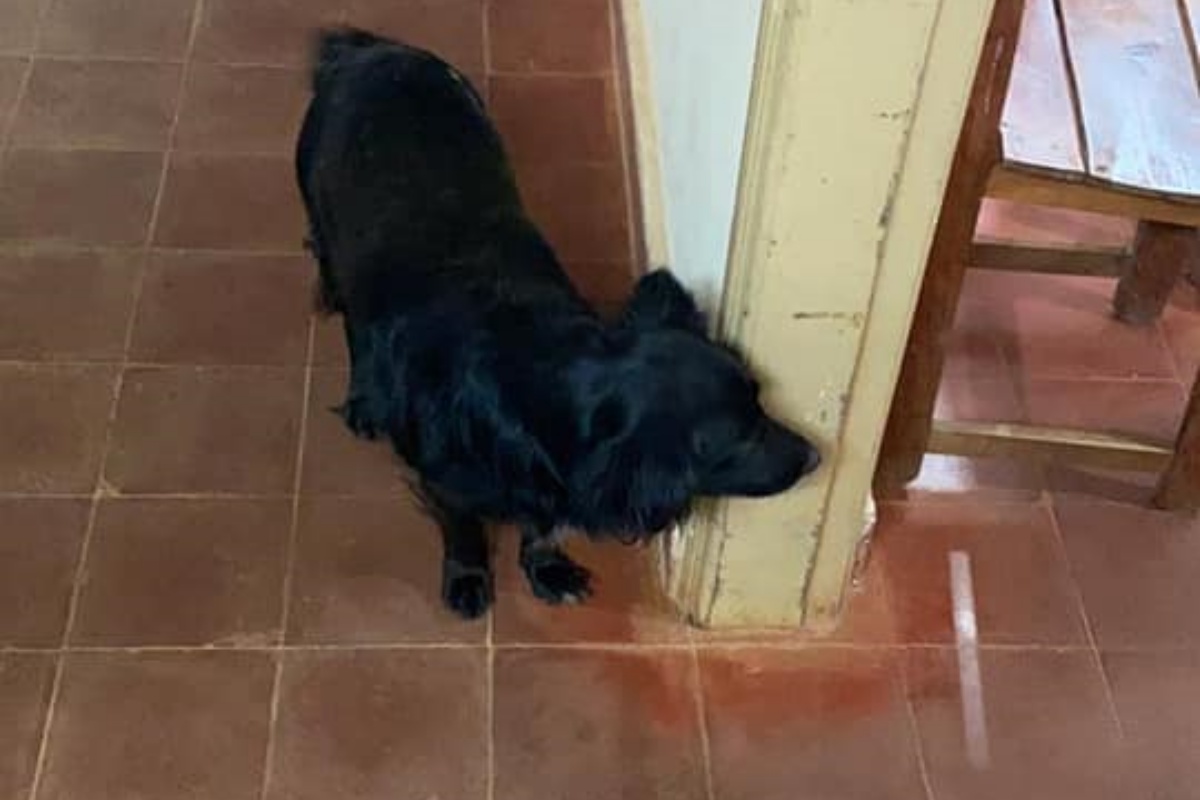 Cagnolino sostiene il suo proprietario malato di Covid