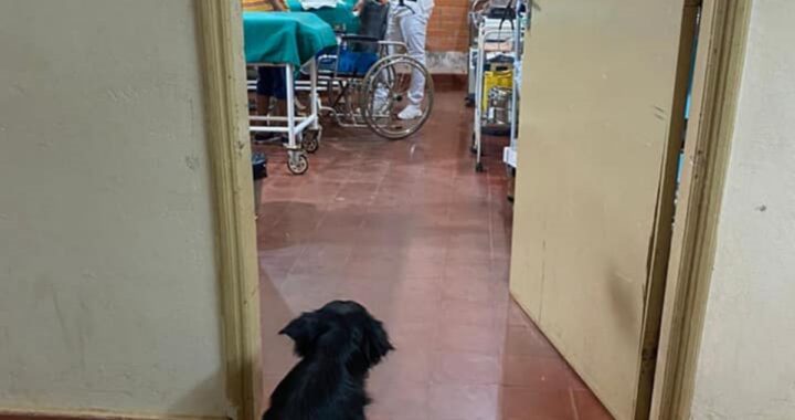 Viene ricoverato in ospedale per Covid: il web commosso da ciò che fa il suo cagnolino per stargli accanto
