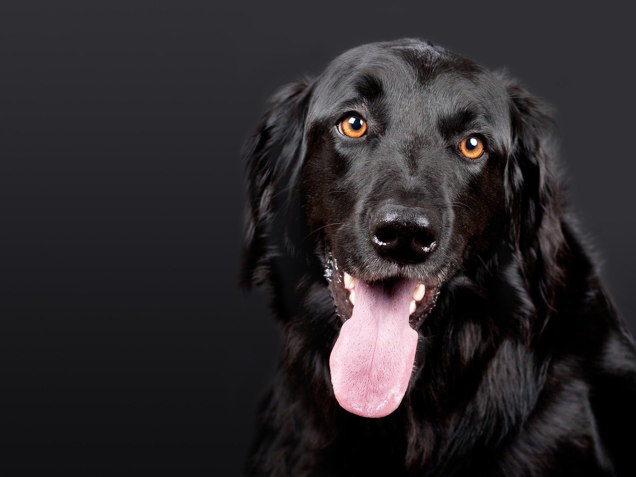 Cane abbraccia il veterinario