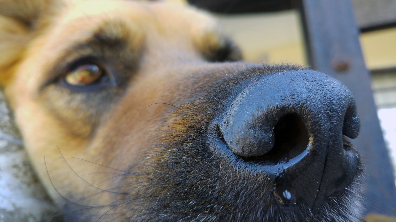 Cane anziano e malato abbandonato