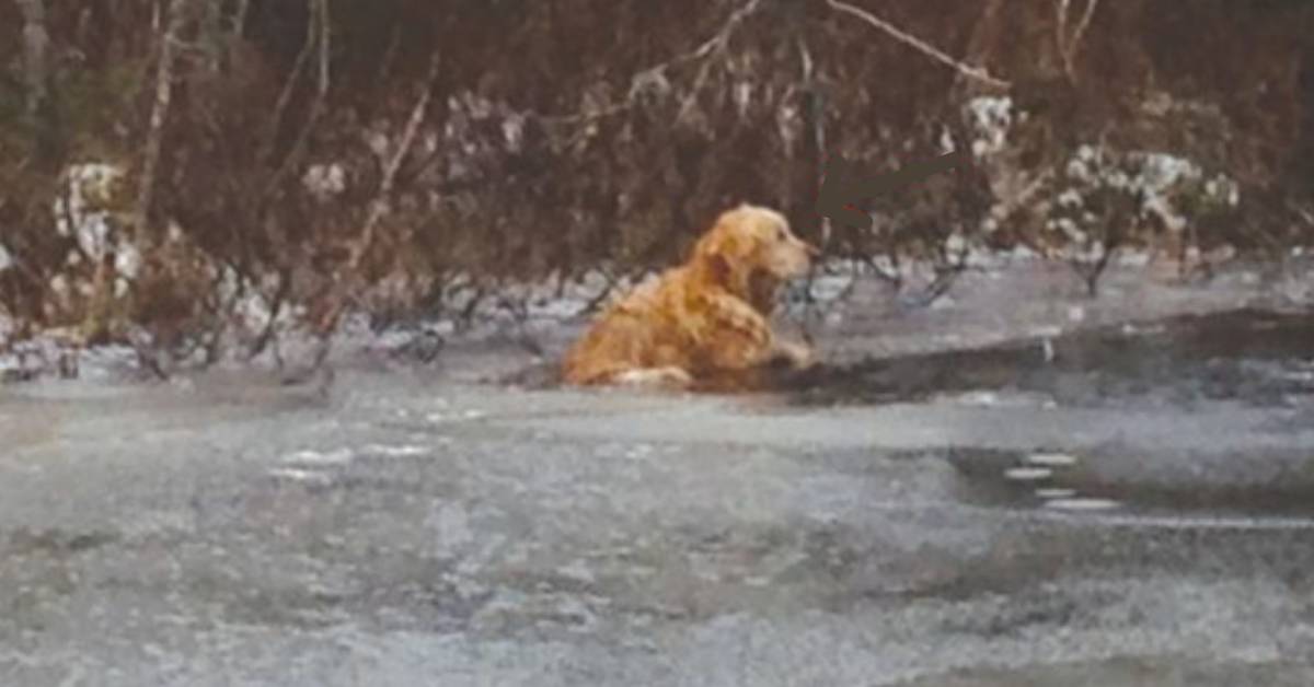 Cane anziano rischia di congelare in uno stagno