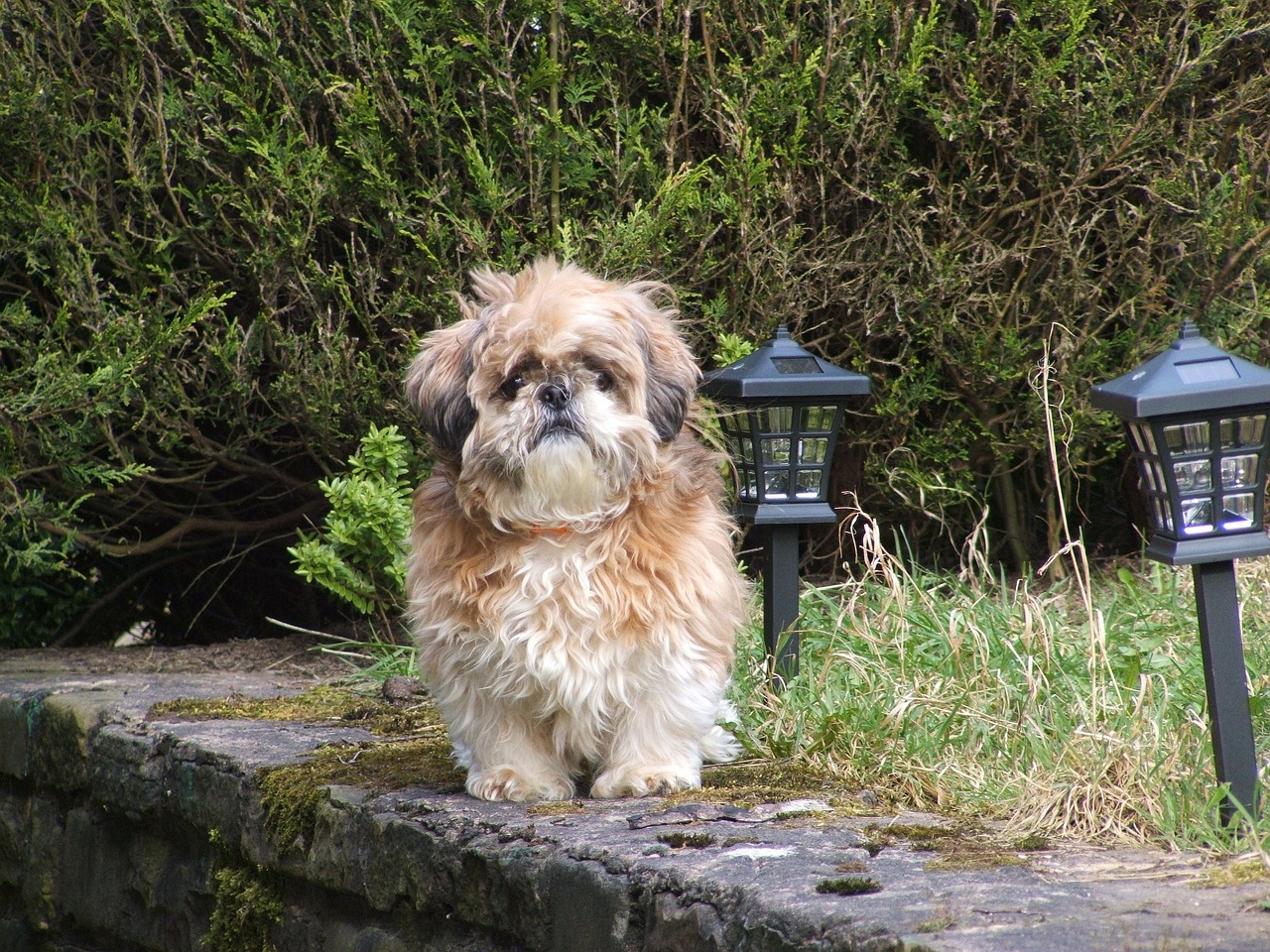 Cane cade dal secondo piano