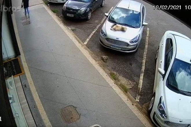 Cucciolo caduto in strada