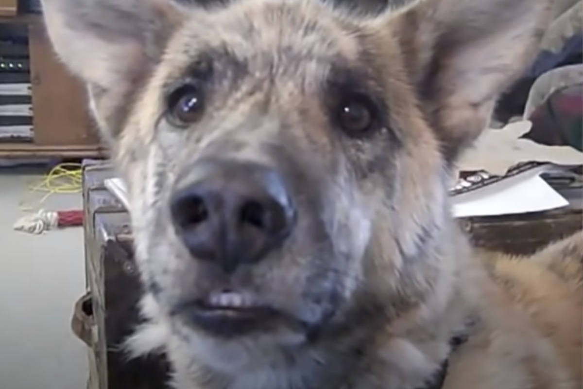 (VIDEO) L’amico umano avvisa il cane che ha dato tutti i suoi biscotti al gatto: ecco la sua reazione