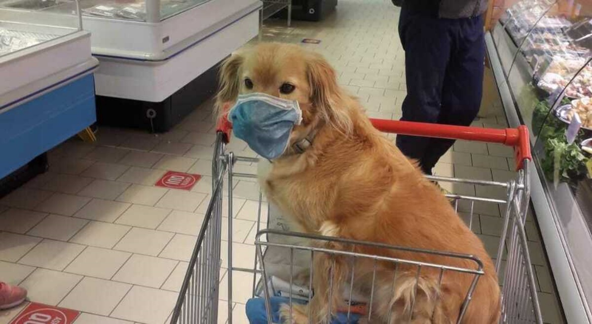 Cane con la mascherina in un supermercato di Belluno: l’indignazione di un cliente