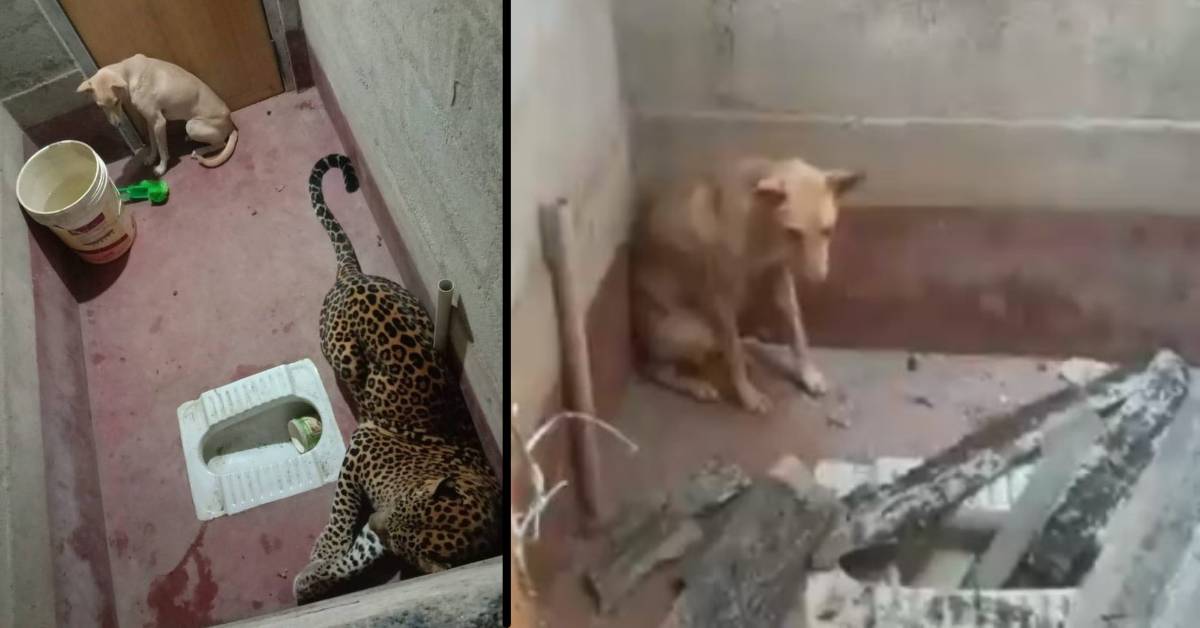 Cane randagio entra in un bagno pubblico e rimane intrappolato insieme a un leopardo