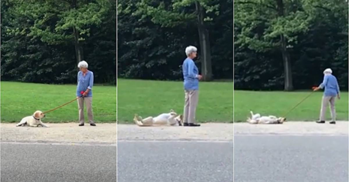 Cucciolo fa i capricci perché non vuole lasciare il parco