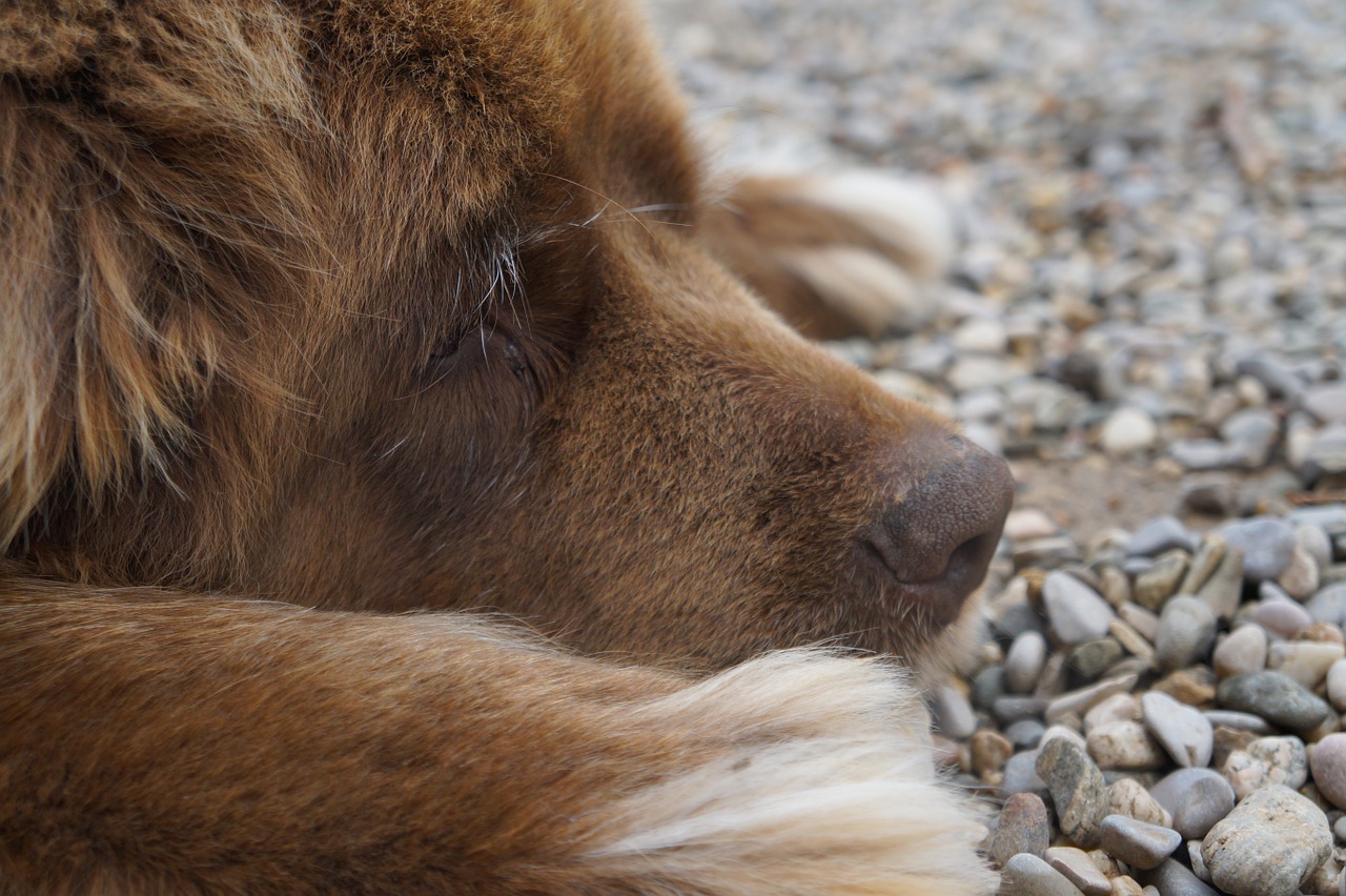 Cane legato fuori casa