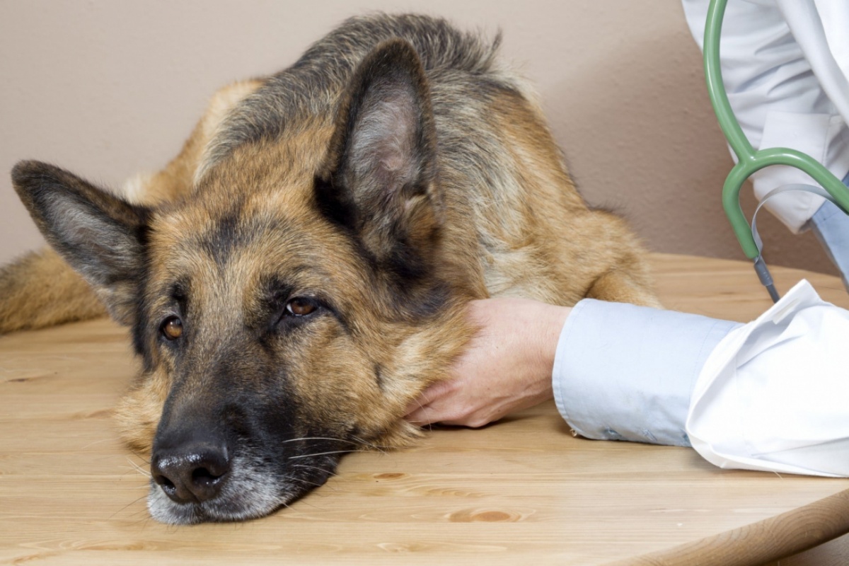 Uomo scopre che il suo cane è malato e decide di vendere la sua auto, per pagare le spese mediche