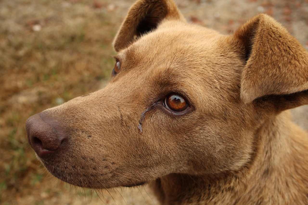 Cane malato implora il proprietario