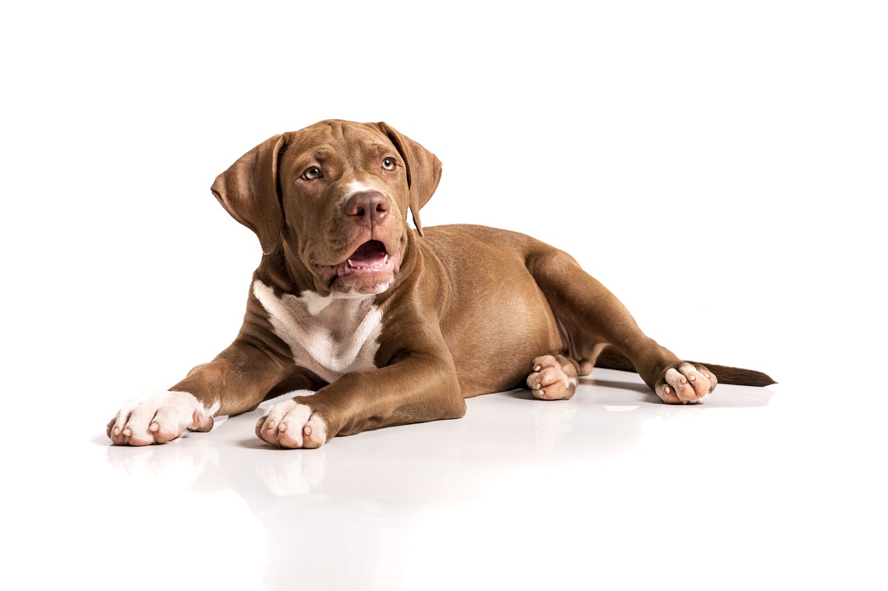Cane Pit Bull resta ad aspettare i suoi umani sulla poltrona dove è stato abbandonato