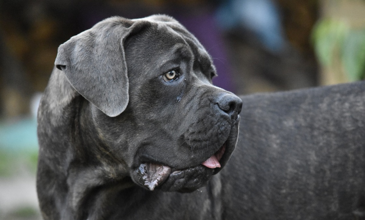 Cane randagio denunciato dal suo proprietario