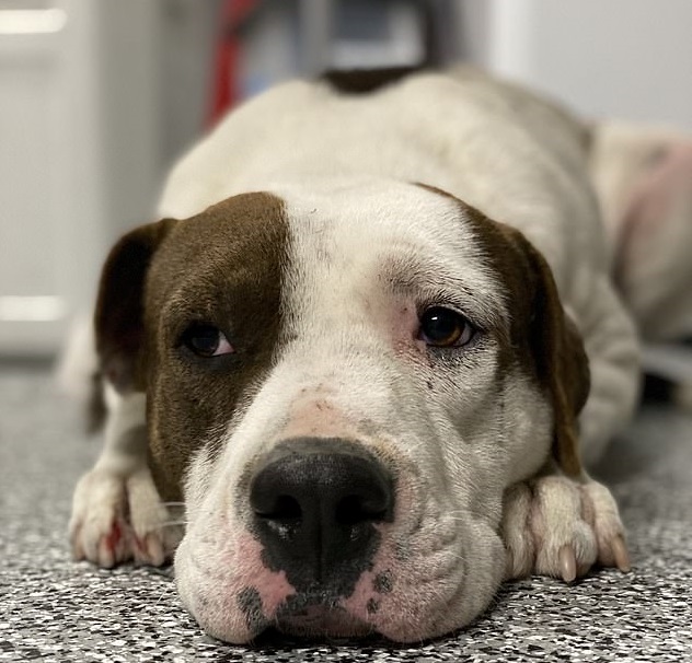 Il cane di nome Boomer