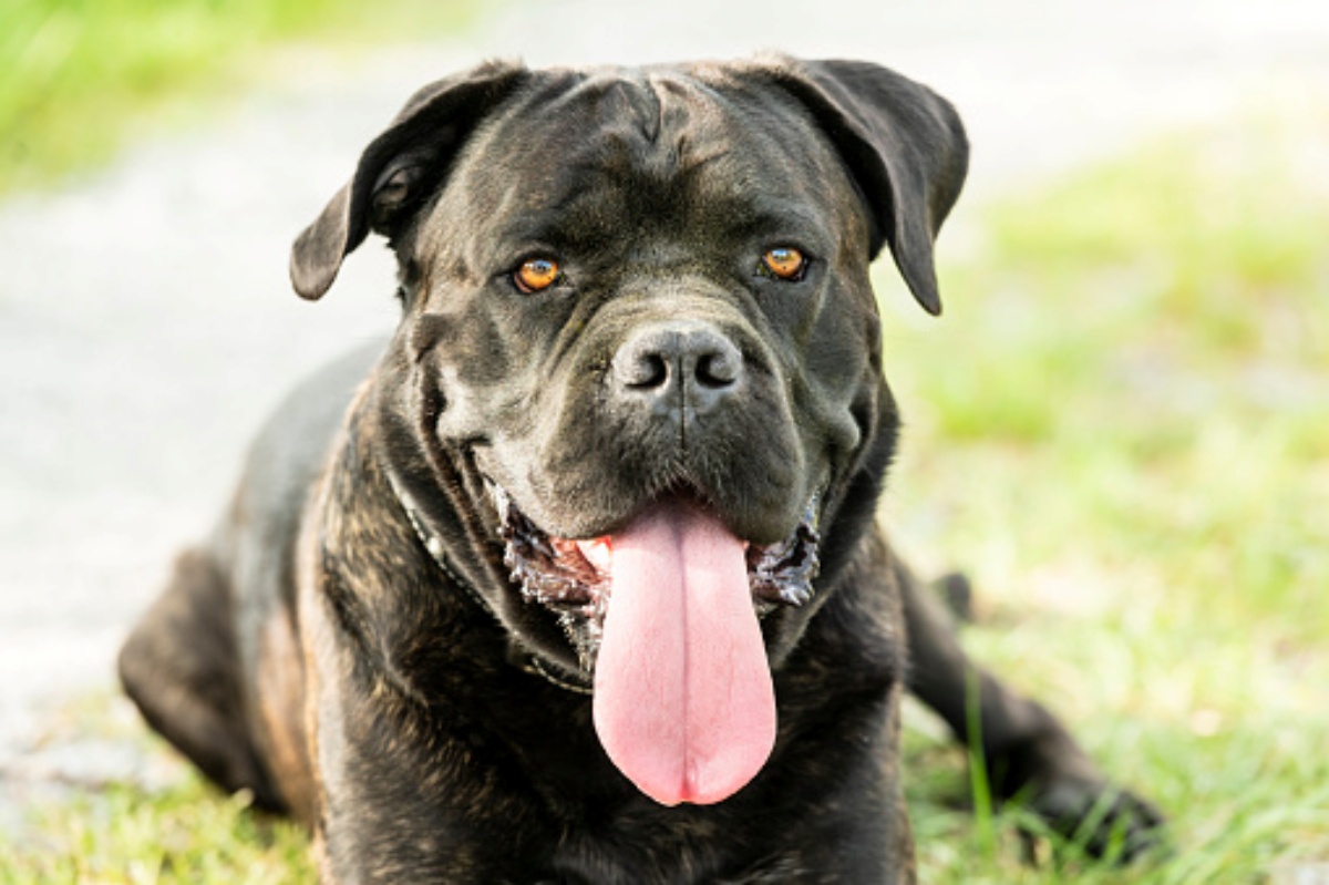 Cane randagio denunciato dal suo proprietario 