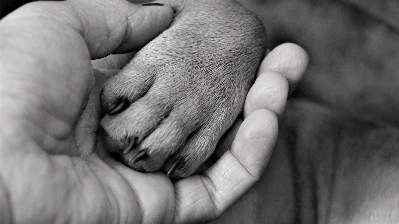 cane salvato dall'acqua gelida