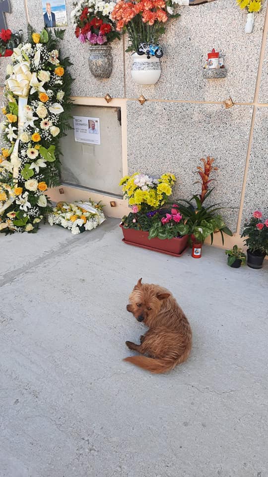 Cane scomparso ritrovato