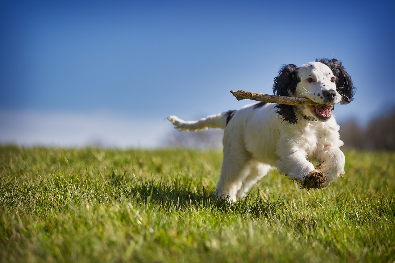 cane sordo sopravvive in una tana di un animale