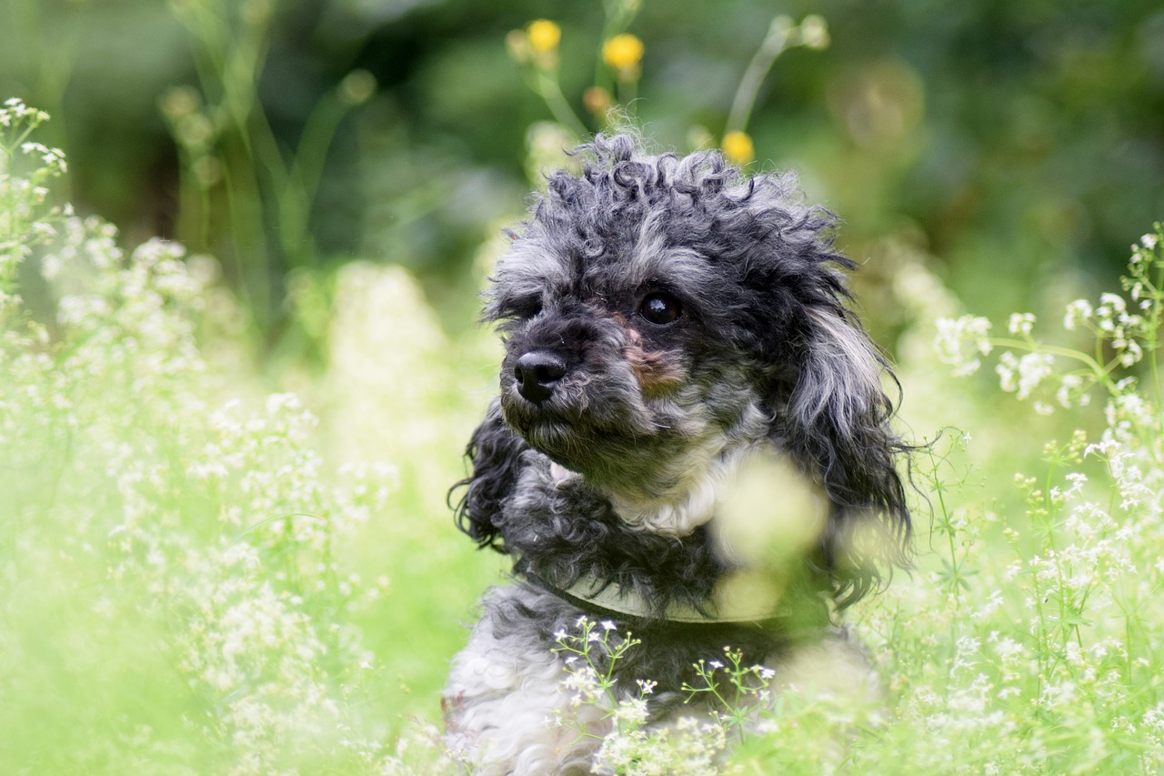 Cane triste legato in una stazione di servizio