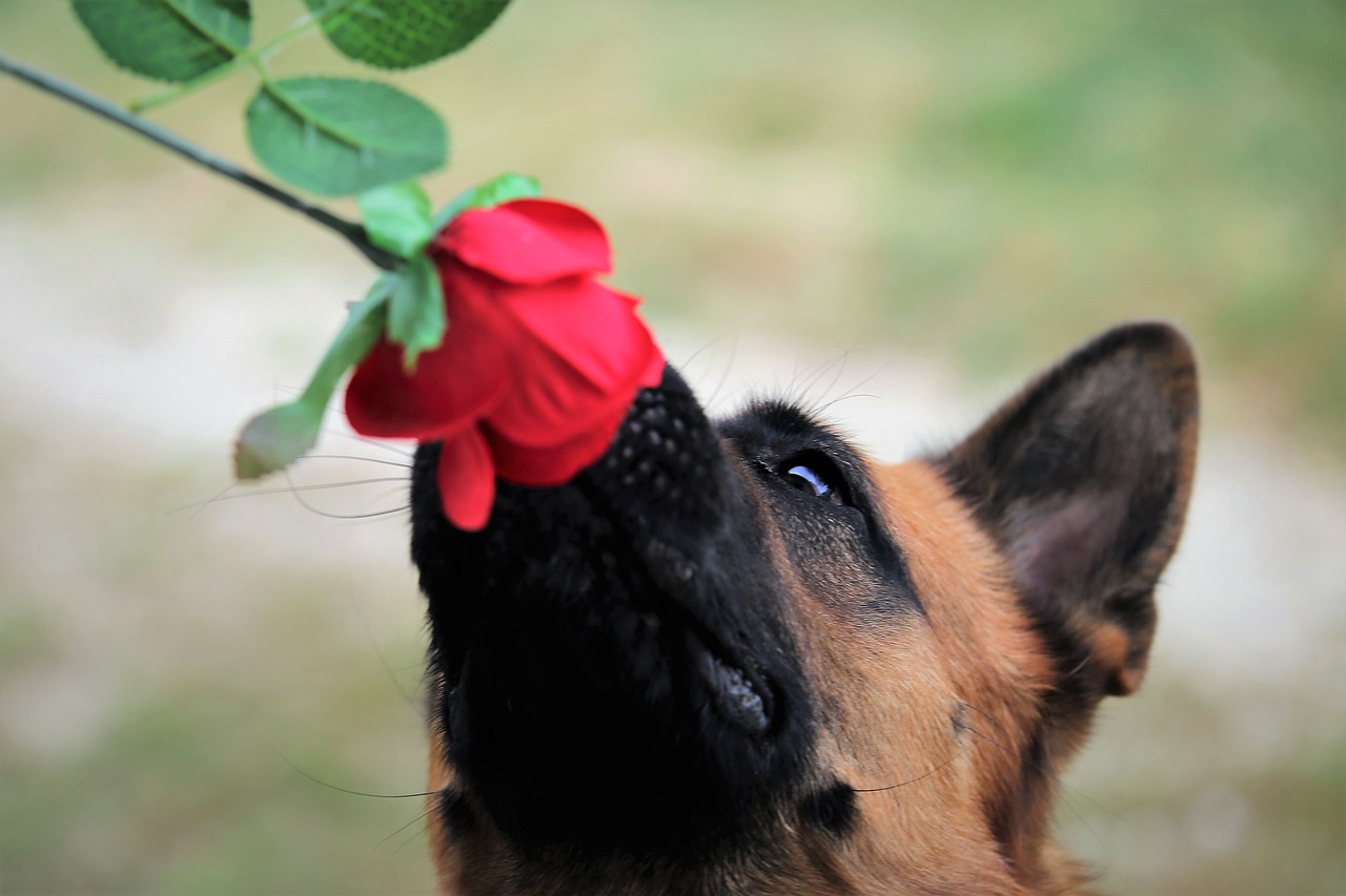 Cane truccato, il video è virale su internet